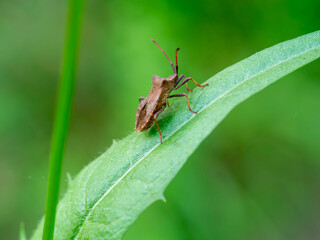 Macro en Espinosa de los Monteros