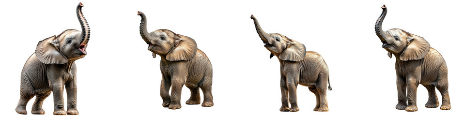 Fototapeta premium A towering elephant calf with its trunk raised isolated on white and transparent background