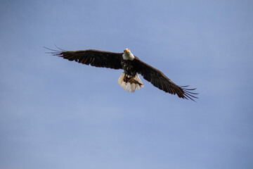 american bald eagle flies while clutching a fish