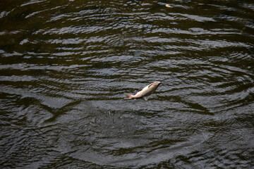 fish jumping out of water