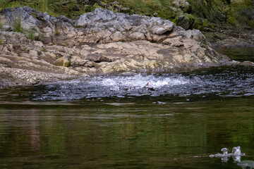 Naklejka premium salmon spawning in alaska