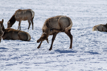 Obraz premium elk scratching its neck
