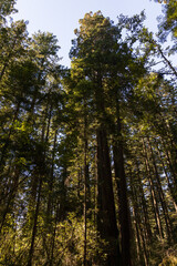 Fototapeta premium Redwood National and State Park, California
