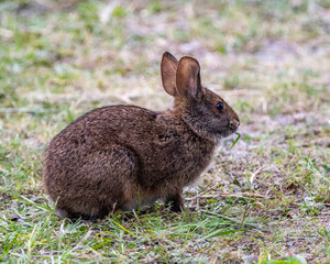 Carolina Marsh Rabbit