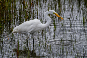 Great Egret in Marsh