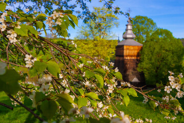 Kwitnące na wiosnę drzewo i cerkiew w Wojkowej. © Jacek