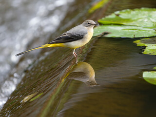 Grey wagtail, Motacilla cinerea
