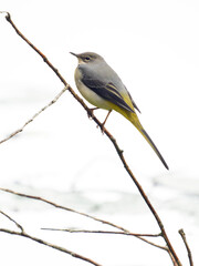 Grey wagtail, Motacilla cinerea