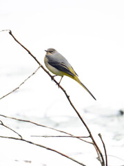 Grey wagtail, Motacilla cinerea