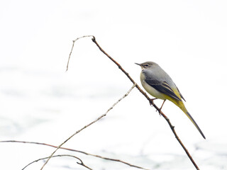 Grey wagtail, Motacilla cinerea