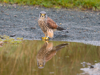 Kestrel, Falco tinnunculus