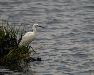 Snowy Egret