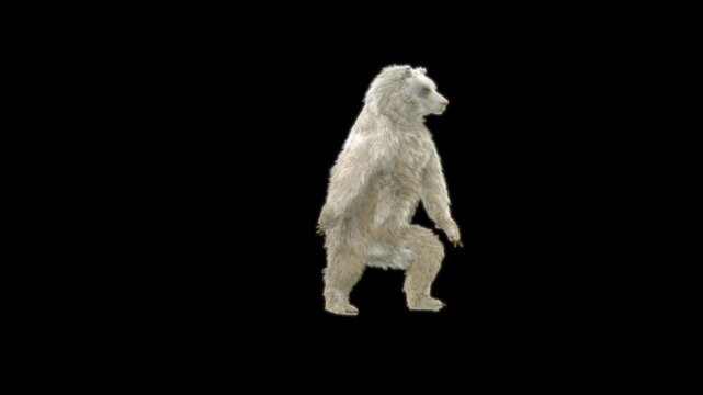 Bear Dancing 3d rendering animal realistic, Animation 3D, Included in the end of the clip with Luma matte.