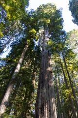 Fototapeta premium Redwood National and State Park, California