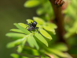 Macro, un mundo por descubrir