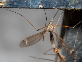 Macro, un mundo por descubrir