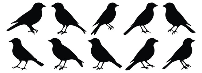 Fototapeta premium Bird silhouette set vector design big pack of animal illustration and icon