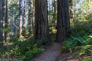 Redwood National and State Park, California