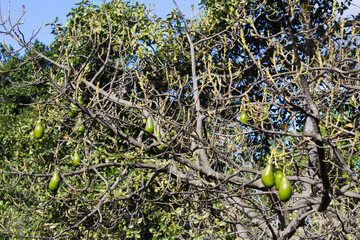 Green avocados on the tree in the tropical garden on a day. Close-up. Funchal. Madeira. Portugal.