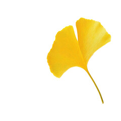 Naklejka premium A vibrant yellow ginkgo leaf isolated on a black background, showcasing its unique shape and intricate texture.