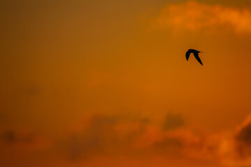  Bird Flying through Colorful Sky background 2