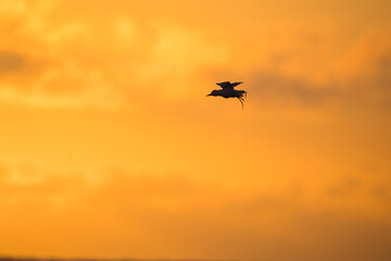  Bird Flying through Colorful Sky background 1