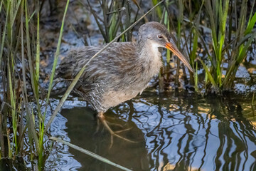 Clapper Rail Full Body