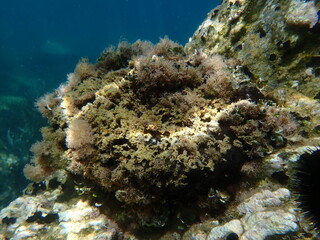 Black leather sponge (Sarcotragus spinosulus) undersea, Aegean Sea, Greece, Skiathos island, Vasilias beach