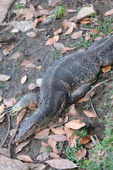  lizard on the ground near the pond