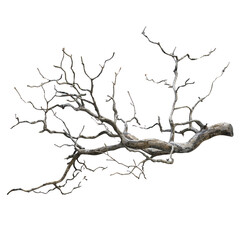 Fototapeta premium Bare Tree Branch
