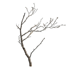 Obraz premium A Branch of Life