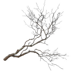 Obraz premium Bare Tree Branch