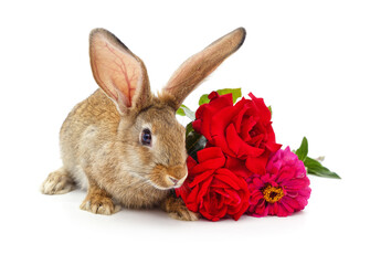 Rabbit and a bouquet of red roses.