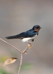 The barn swallow (Hirundo rustica) animal closeup 