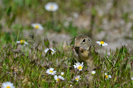 Europ&auml;ischer Ziesel // European ground squirrel (Spermophilus citellus) - Donaudelta, Rum&auml;nien