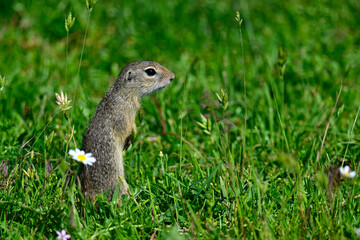 European ground squirrel // Europäischer Ziesel (Spermophilus citellus) - Danube Delta, Romania