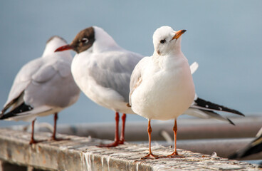seagull on the beach