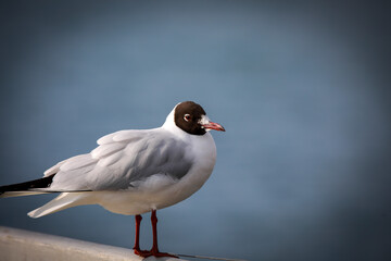 black headed gull