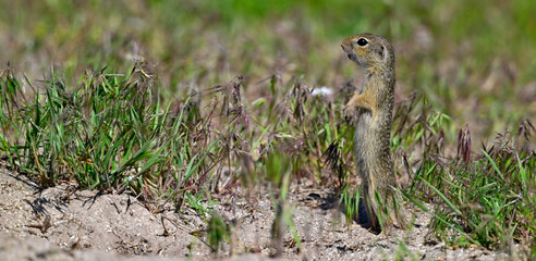European ground squirrel // Europäischer Ziesel (Spermophilus citellus) - Danube Delta, Romania