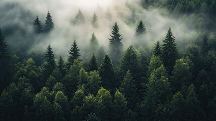 Fototapeta premium A misty forest with lush green trees and fog rolling between them in the morning light.