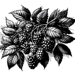 blackberry bush