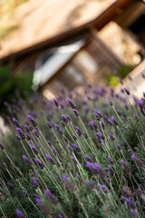 Bokeh of blooming lavender sprigs in the garden of a wooden cabin