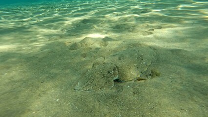 Fototapeta premium Acanthosepion pharaonis floating on the coast of the Red Sea in the Hurghada area. Resting during the day for today the sea.