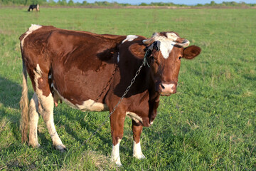 One brown cow grazing in early spring on a green meadow.