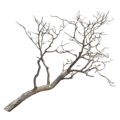 Bare Tree Branch Against Black Background