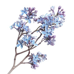 Lilac Blossom Branch