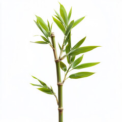 Fototapeta premium bamboo isolated on white