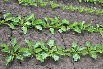 On the farm field grow sugar beets