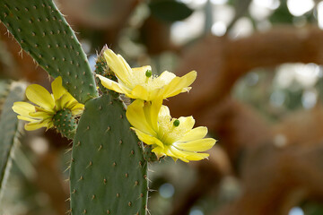 Yellow flowers of Opuntia Megacantha cactus