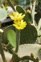 Yellow flowering cactus Opuntia Megacantha